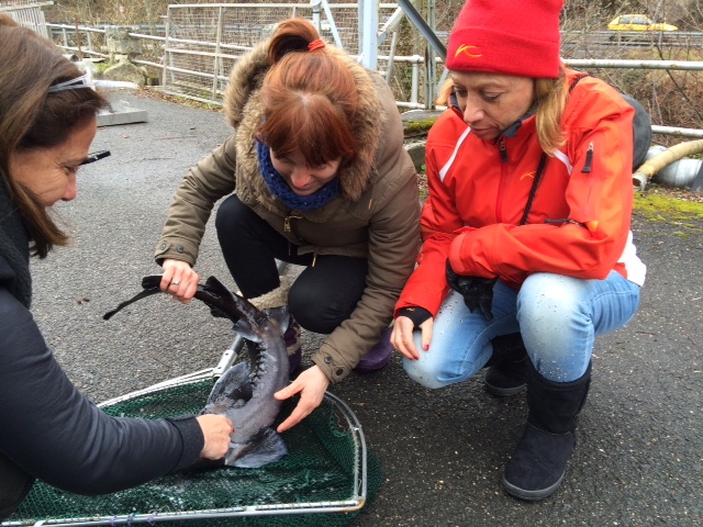 Esturi&oacute;n en piscifactor&iacute;a del Valle de Ar&aacute;n
